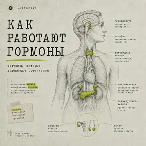 Как работают гормоны: от рецепторов к обратной связи