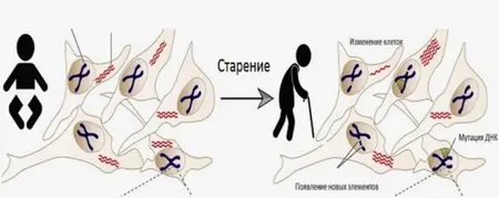 Старение: основные теории и способы замедления процесса