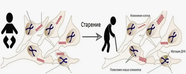 Старение: основные теории и способы замедления процесса